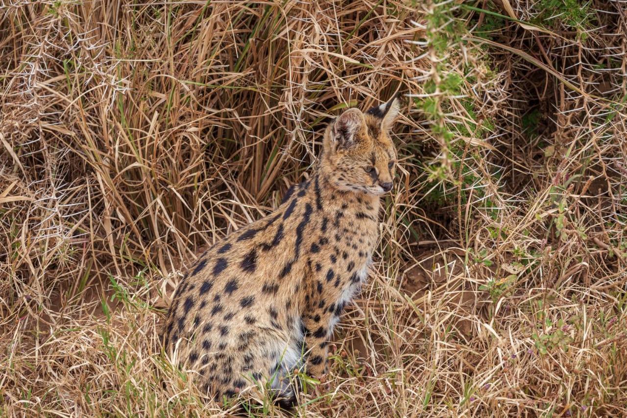 Mawe Tented Camp Serengeti Zewnętrze zdjęcie