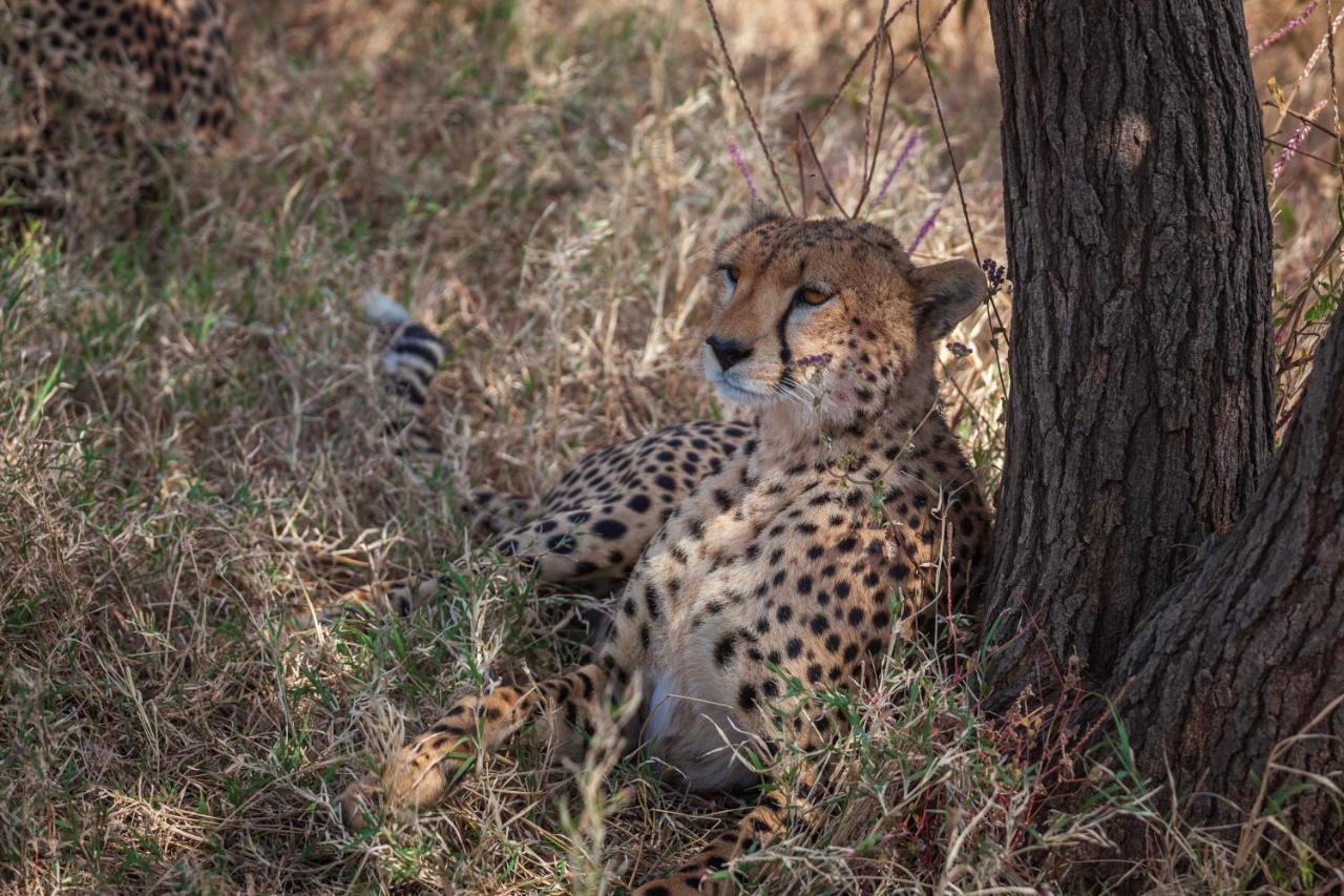 Mawe Tented Camp Serengeti Zewnętrze zdjęcie