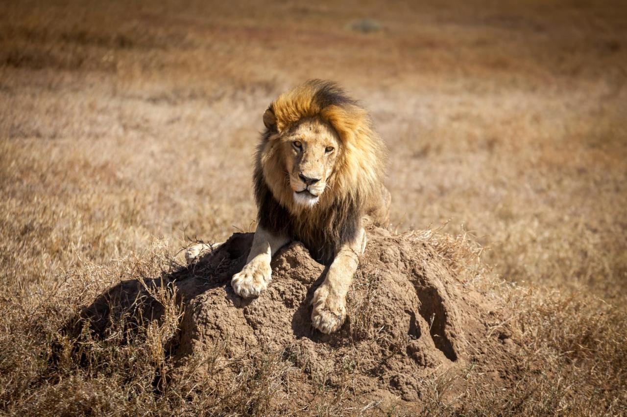 Mawe Tented Camp Serengeti Zewnętrze zdjęcie