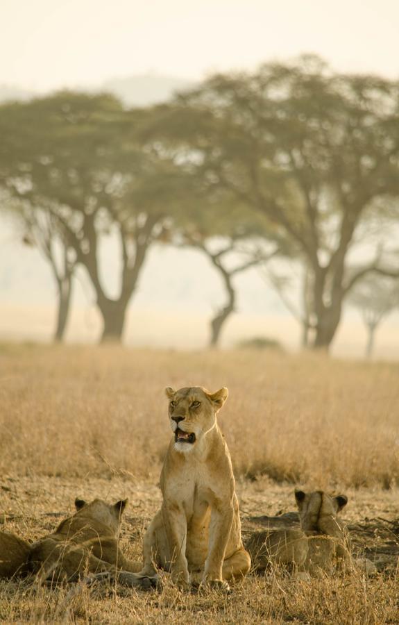 Mawe Tented Camp Serengeti Zewnętrze zdjęcie